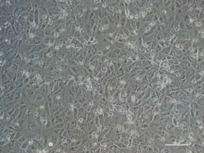 Joaquim Vives tweet media