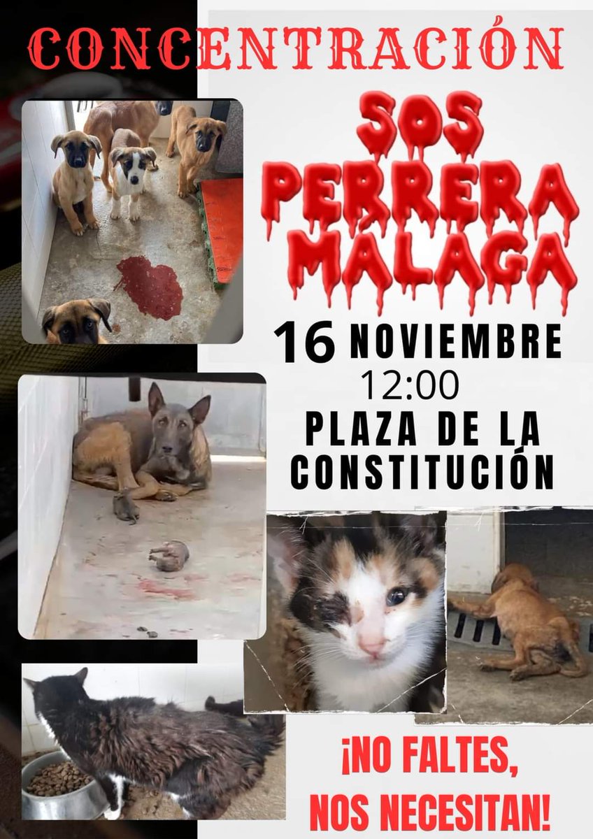 Por favor, los que podáis ir mañana a la concentración es muy importante que seamos muchos para poder presionar al Ayuntamiento de Málaga y que deje de reirse de todas las personas que amamos a los animales. Los que no sepan lo que allí pasa, que vean estos vídeos y juzguen. Por