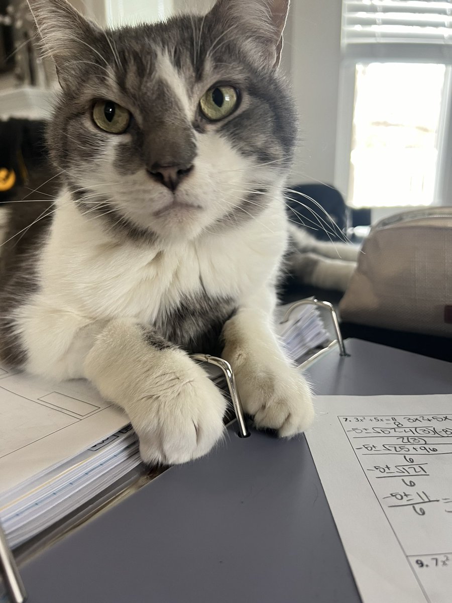 Day 9 of gratitude snaps and today I am grateful for my cat Tobie! Love my cuddle buddy so much!! #vpgratitude <a href="/vphsleadership/">Valley Park Leadership Program</a>