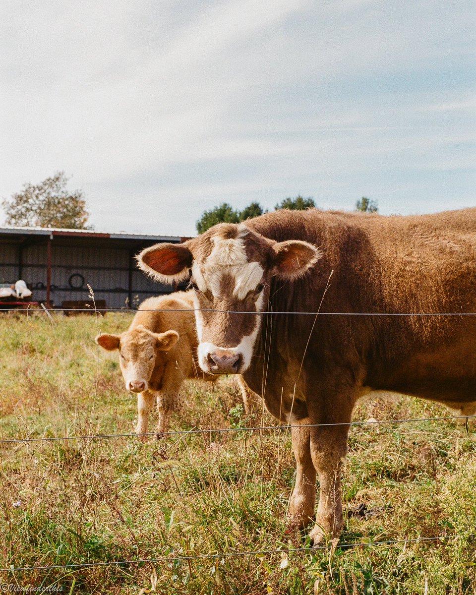 viewfinderthis's tweet photo. Countryside on 35mm Film https://t.co/VDz1E8rKgn