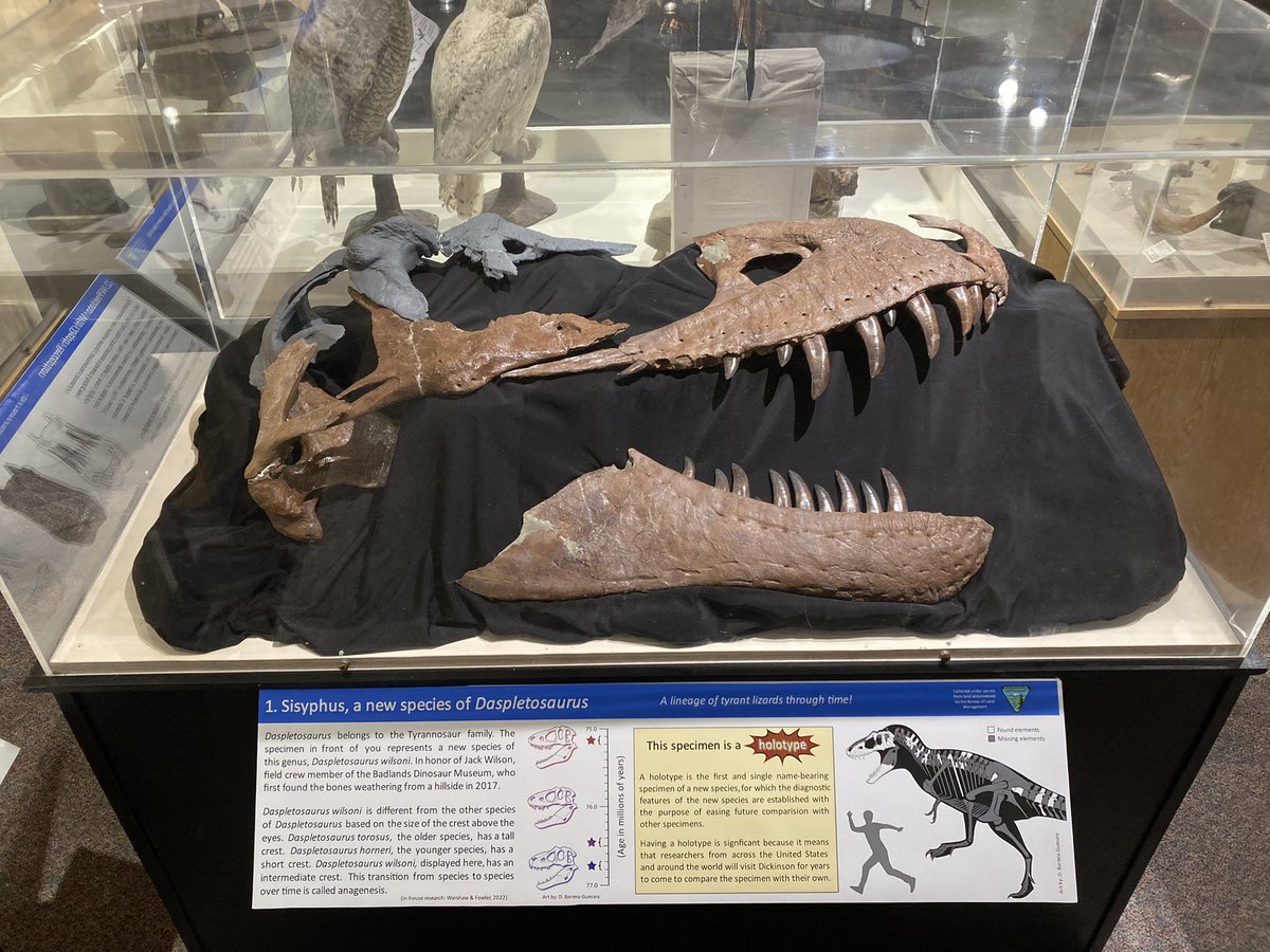Barrerasaurus's tweet image. Building an exhibit for a Tyrant.
Daspletosaurus wilsoni - BDM 107
Badlands Dinosaur Museum, Dickinson, ND, USA.