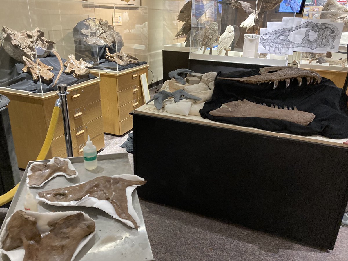 Barrerasaurus's tweet image. Building an exhibit for a Tyrant.
Daspletosaurus wilsoni - BDM 107
Badlands Dinosaur Museum, Dickinson, ND, USA.