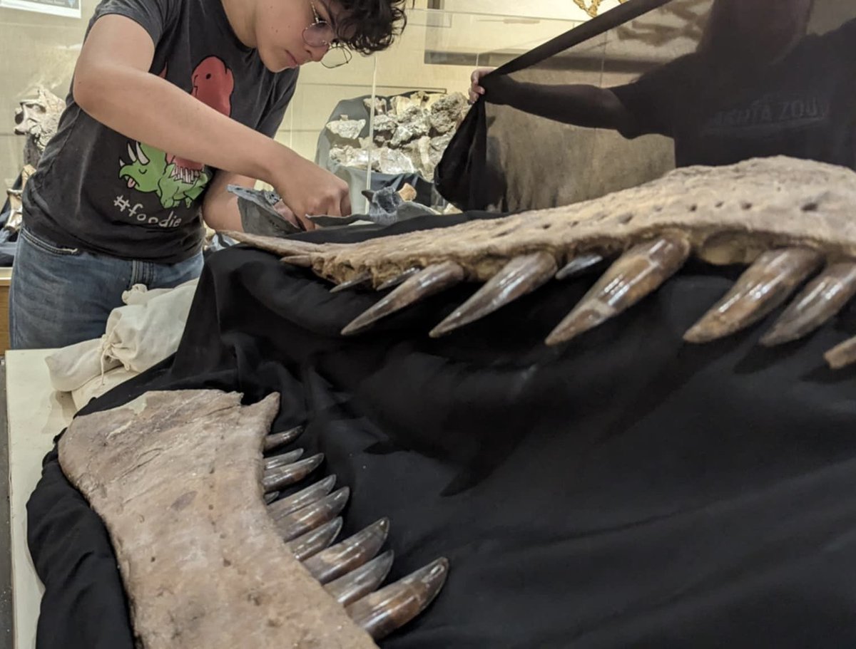 Barrerasaurus's tweet image. Building an exhibit for a Tyrant.
Daspletosaurus wilsoni - BDM 107
Badlands Dinosaur Museum, Dickinson, ND, USA.