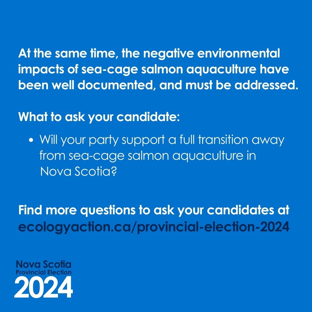 EcologyAction's tweet photo. This election, make sustainable aquaculture part of the conversation ✅️
 
The EAC has developed a voter toolkit to help you talk to candidates about seven important environmental issues – like right-sizing aquaculture regulations

Get the full toolkit at https://t.co/amZrfVyxL7 https://t.co/l4WFF0q0LP