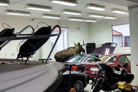 Moose wanders into company's garage, tramples BMWs 

Must have been more of a Mercedes moose...
buff.ly/3YNoOyz