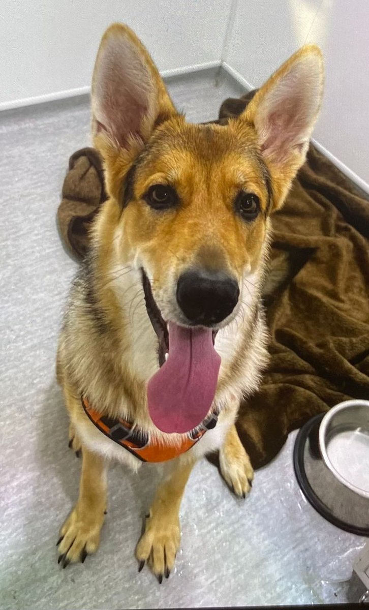 AdoptionsUk's tweet photo. Please retweet very urgent special appeal for a FOSTER HOME FOR REX #LeedsLanguageWeek  #YORKSHIRE #UK  Rex has hip dysplasia and was due to be put to sleep at only eight months old. Sadly Rex is now in kennels due to no longer being able to wait at the vets. We have struggled terribly to find him a foster home. This sadly will now be more of a struggle as we have established that this puppy is frightened of men. We desperately need to find him a calm women only home ideally so we can work with him and his foster people.
CAN YOU HELP, PLEASE SHARE? Rex was born in February 2024. Not only is Rex being monitored and cared for due to hip dysplasia but also has suffered some sort of trauma and mistreatment with humans already. Words fail us and we are devastated for this puppy. We will be doing all we can. We welcome calls to discuss Rex. Rex urgently needs a home or a foster home. Please call to discuss or email us with details about yourself to info@goodlifedogrescue.co.uk ☎️07843 151819 info@goodlifedogrescue.co.uk  Website details or apply for Rex below https://t.co/045AMgoyUU

@APDAWG1 @marcthevet #dogs #dog #puppy #Puppies @lorraine @thismorning @gsrescueelite @GMB @RSPCA_official @The_Blue_Cross @BritishVets @MissingPetsGB @DogLostUK @JaneFallon @Nightowl400 @LisaClareRead2
#pets @radioleary @EamonnHolmes @AlisonHammond @DogsTrust @rosiedoc666 @DefraGovUK #England #London #adoptdontshop #Rescuedogs
@rickygervais @liamgallagher @gsd @BBCNews @itvnews @Channel4News