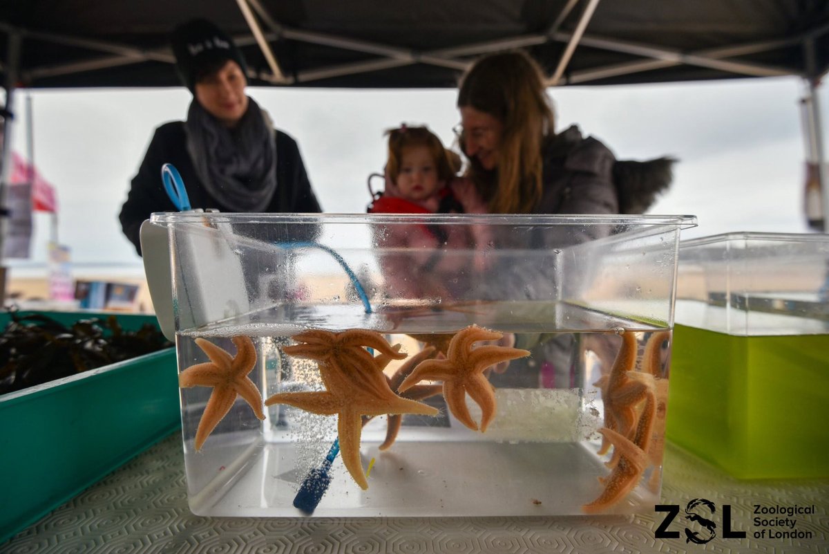 🙏🏼🦪🍂Diolch/Thank you to everyone who joined the #WildOysters Conwy Bay’s Gŵyl Wystrys yr Hydref/Autumn Oyster Fest! -made possible by #NNF2, delivered by The National Lottery Heritage Fund in partnership with the Welsh Government #OysterRestoration #LocalHeritage📸 Lucie Machin