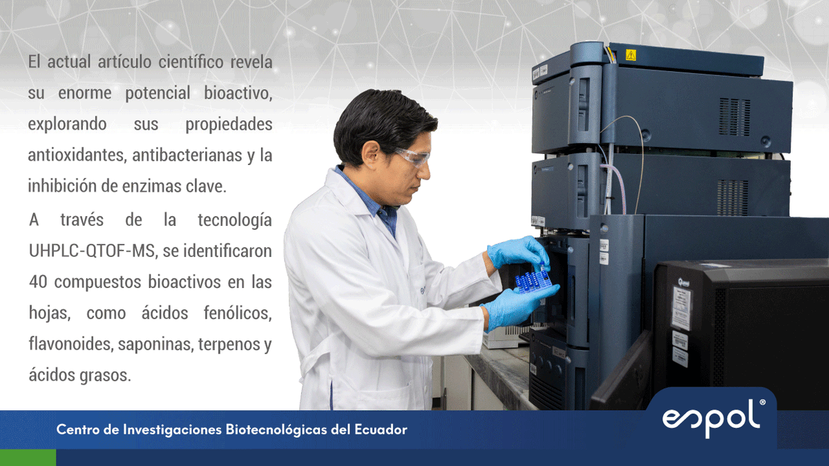 cibe_espol's tweet photo. 🚨¡Nuevo Art. Científico!
𝑾𝒊𝒈𝒂𝒏𝒅𝒊𝒂 𝒆𝒄𝒖𝒂𝒅𝒐𝒓𝒆𝒏𝒔𝒊𝒔, planta de la costa ecuatoriana, muestra potentes propiedades antioxidantes, antibacterianas y capacidad de inhibición enzimática, destacando su potencial en medicina natural. 🌱
https://t.co/tJnLLYW20W https://t.co/062qSIv8Hr
