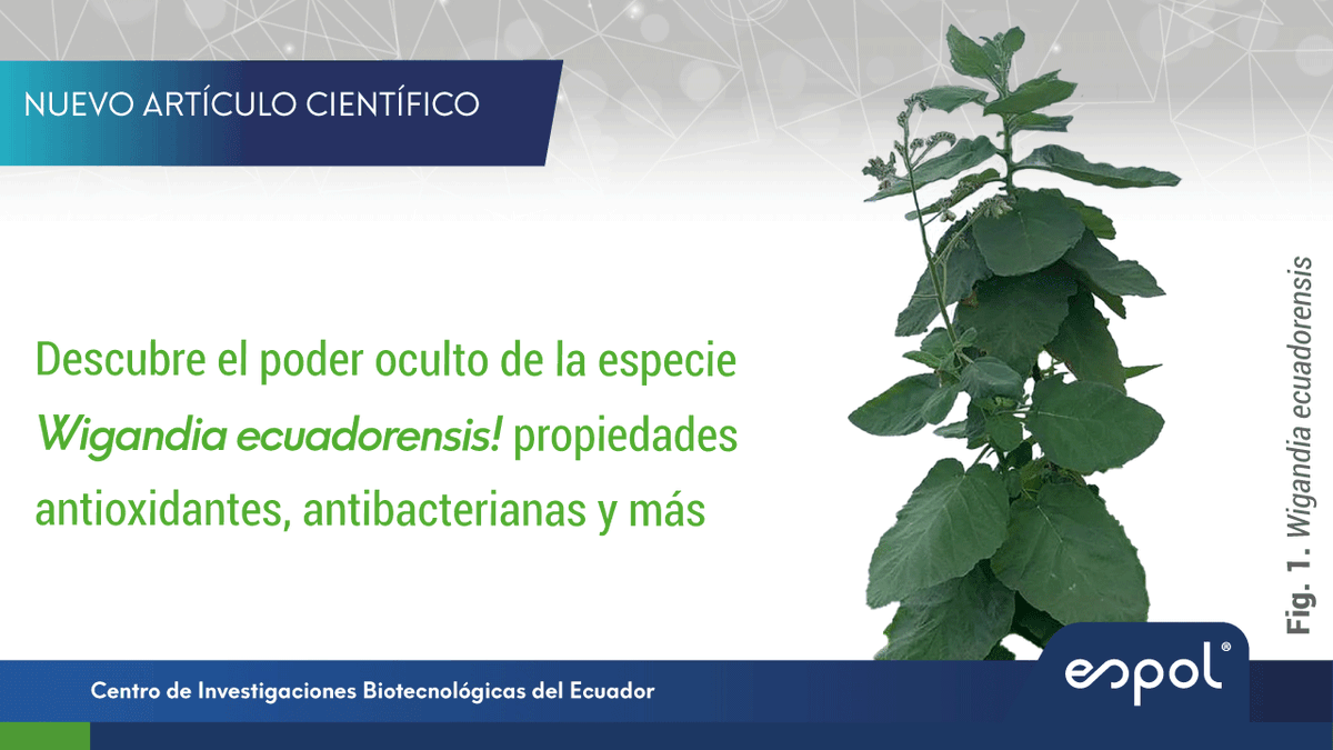cibe_espol's tweet photo. 🚨¡Nuevo Art. Científico!
𝑾𝒊𝒈𝒂𝒏𝒅𝒊𝒂 𝒆𝒄𝒖𝒂𝒅𝒐𝒓𝒆𝒏𝒔𝒊𝒔, planta de la costa ecuatoriana, muestra potentes propiedades antioxidantes, antibacterianas y capacidad de inhibición enzimática, destacando su potencial en medicina natural. 🌱
https://t.co/tJnLLYW20W https://t.co/062qSIv8Hr
