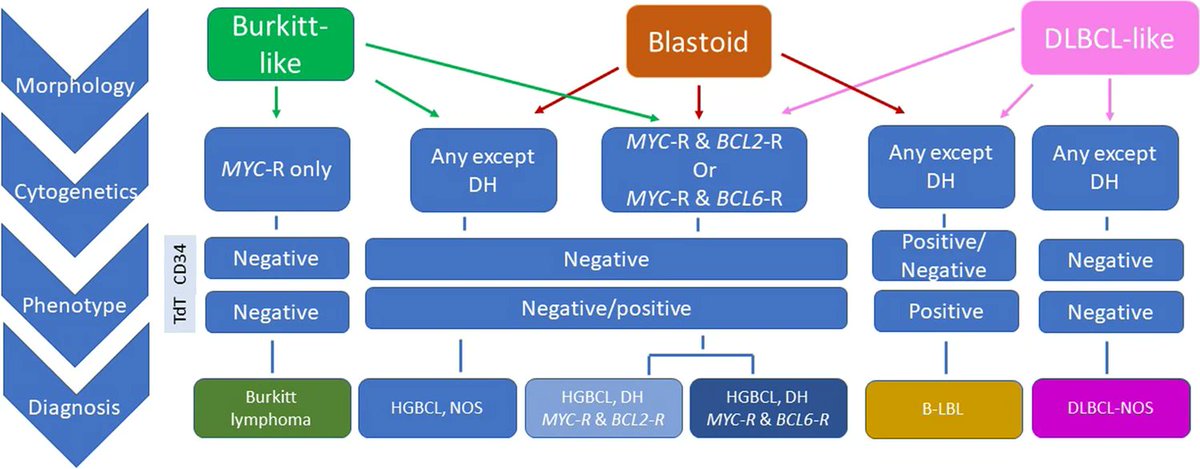 thejourneymate's tweet photo. A Diagnostic Approach to the use of FISH in Aggressive B-Cell Lymphomas 🔬
https://t.co/QEGssnDUpn https://t.co/w63d3JOV4n