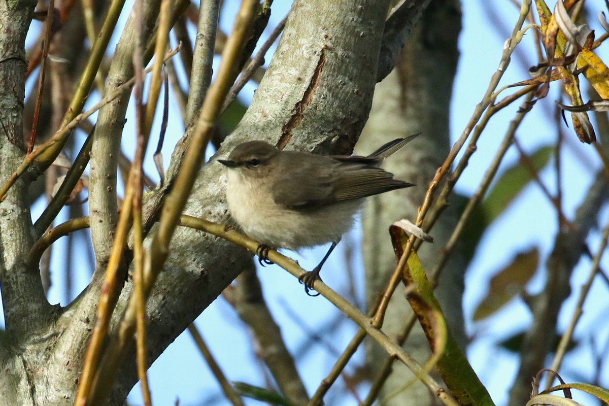 amjlip's tweet photo. Although Sandwich Bay (&amp; Kent) have, so far, missed out on some of the more exotic vagrants that favoured NE England 😭, we have had at least 2 Siberian Chiffchaffs. This individual, ringed on Wednesday, still frequents the Obs Pond playing hide-and-seek in the Sallows. красивы�� https://t.co/eAxmUI9hbK