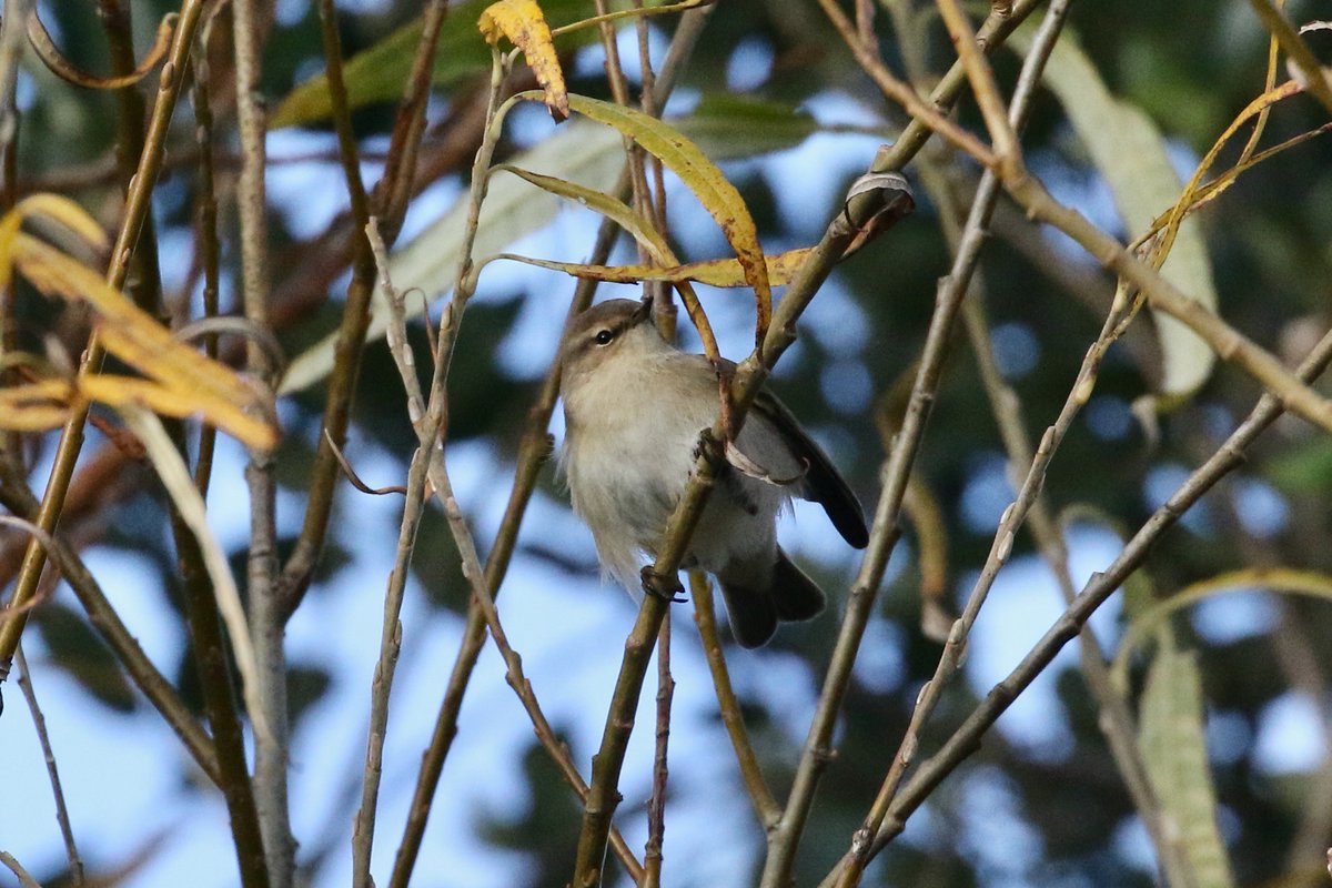 amjlip's tweet photo. Although Sandwich Bay (&amp; Kent) have, so far, missed out on some of the more exotic vagrants that favoured NE England 😭, we have had at least 2 Siberian Chiffchaffs. This individual, ringed on Wednesday, still frequents the Obs Pond playing hide-and-seek in the Sallows. красивы�� https://t.co/eAxmUI9hbK