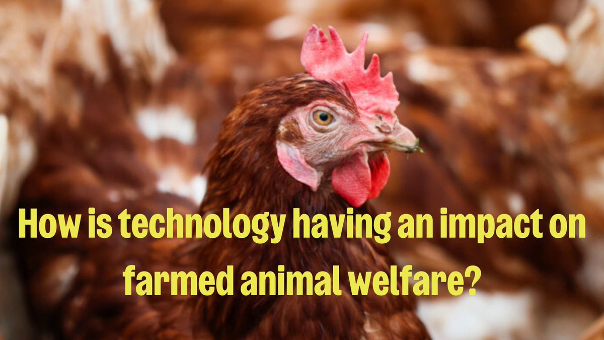 RSPCA Assured (@rspcaassured) on Twitter photo How does technology impact animal welfare on farms?
Well, we caught up with a scientific officer from the <a href="/RSPCA_official/">RSPCA (England & Wales)</a> to learn more!
While tech like AI can help to improve health monitoring, technology can also present challenges for animal welfare:
bit.ly/3CDXQC4 How does technology impact animal welfare on farms?
Well, we caught up with a scientific officer from the <a href="/RSPCA_official/">RSPCA (England & Wales)</a> to learn more!
While tech like AI can help to improve health monitoring, technology can also present challenges for animal welfare:
bit.ly/3CDXQC4
