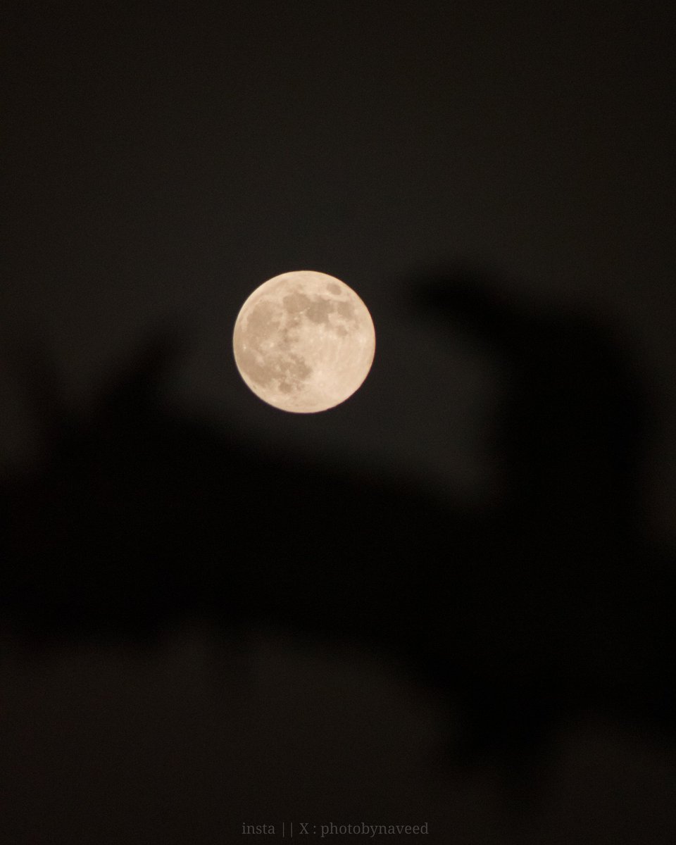 photobynaveed's tweet photo. The Last Supermoon of 2024,  November's Full Beaver Moon.
I Couldn't Go outside Due to smog. That's why I'm trying To get some different shots at my home🤌🏼. https://t.co/grXUTSRfan