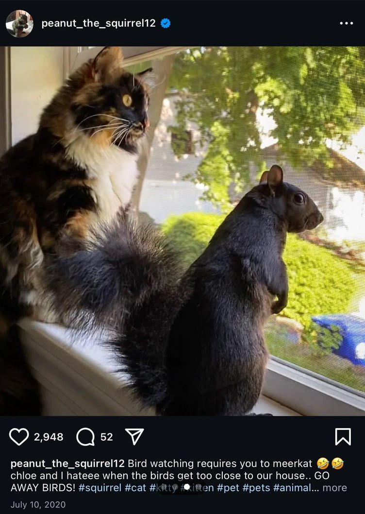 $PNUT and me watching the birds fly!

What a wonderfull time we had together #peanut