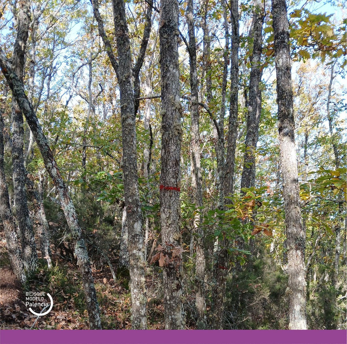Proy_BMPalencia's tweet photo. Ya hemos comenzado con la identificación y señalamiento de los tres rodales demostrativos donde aplicaremos técnicas de selvicultura próxima a la 🌱 naturaleza (#prosilva).
📍 Dehesa de Tablares. Congosto de Valdavia (Palencia)
@FBiodiversidad #ProyectosPRTR #PlanDeRecuperación https://t.co/bT2UWJz7MW