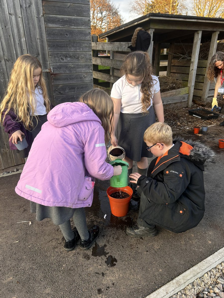 Some lucky Y2 children got to work with our lovely parent volunteer to plant spring bulbs in the winter sunshine yesterday. ❤️@GoytreFawr <a href="/EcoSchoolsWales/">Eco-Schools Wales</a>