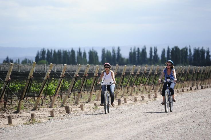 libreviajeok's tweet photo. 4. Paseos en bicicleta por viñedos 🍇🍷🚴‍♀️ https://t.co/TMcgegxALt