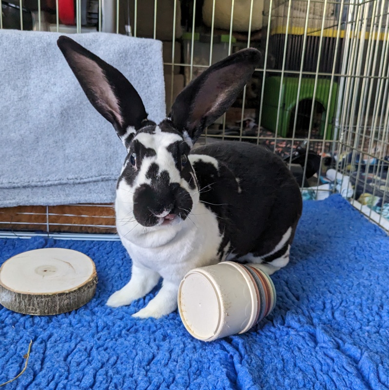 SSBunnyBoarding's tweet photo. This handsome Rex bunny needed soft VetBed flooring to prevent sore hocks during his stay. We're happy to accommodate any special needs with prior notice. #ssbunnyboarding https://t.co/aJAkhZDW4R