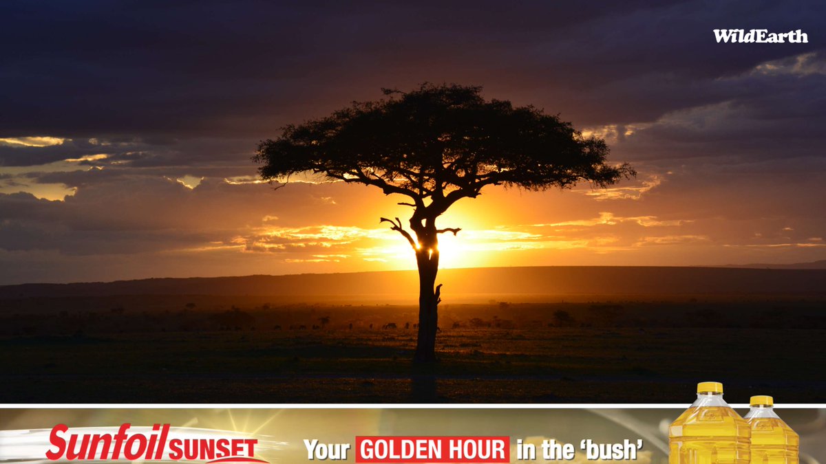 WildEarth's tweet photo. The golden hour just got even brighter! A heartfelt thank you to Sunfoil for partnering with WildEarth to bring the beauty of nature closer to everyone.
Sunfoil Sunflower Oil - pure 100% sunflower oil made by the Willowton Group.
#wildearth
#sunfoil https://t.co/C33EHObas1