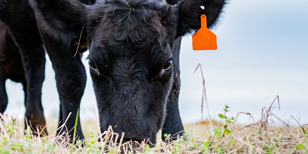 DOIWildlandFire's tweet photo. #FireScience helps us learn more about how land management tools like grazing can help reduce wildfire risk in similar ecosystems. This study looked at how grazing can reduce fire severity in Mediterranean ecosystems.: https://t.co/l1jeXYRFnR
#UnleashTheScience https://t.co/nXCkzyxcuk