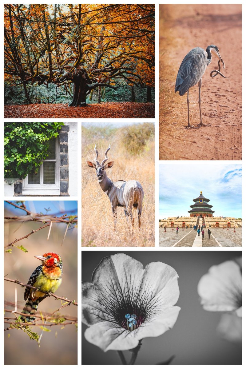 emmasamuelphoto's tweet image. Hi there! I’m Emma, a photographer and audio-visual AI artist from Scotland. 📷🏴
I've been a photographer for 16 years and my work is inspired by the wonders of nature – from the tiniest details of flowers and insects to sweeping landscapes and wildlife.
I also merge this love…