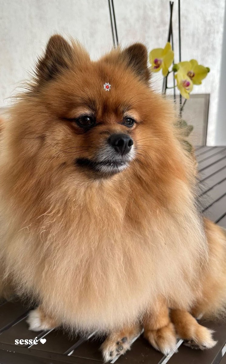 Canil Costa🐶🐾 tweet media
