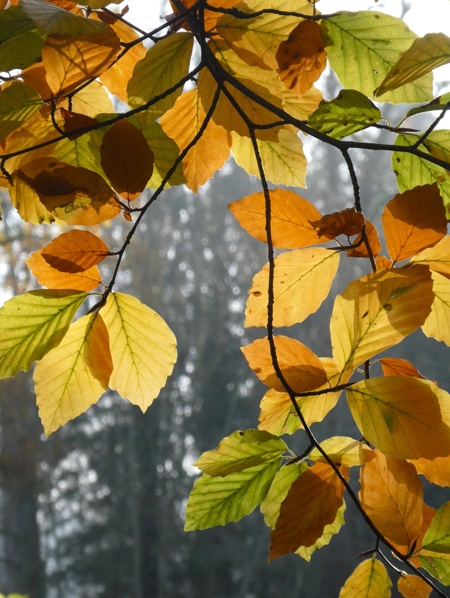 Beech stained glass💛💚🧡
How it started                         How it's going