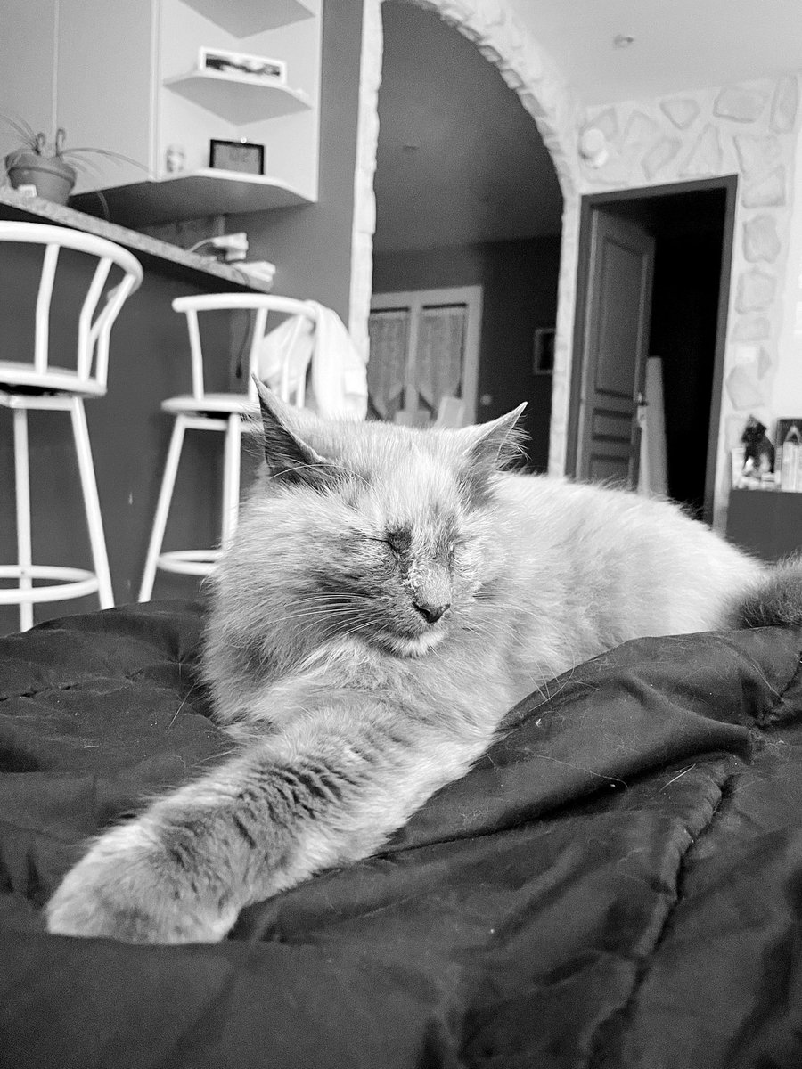 alexrod_dbd's tweet photo. Took these pics last week specially for #DBDPetsDay 🐱🤎
#SaveDeadBoyDetectives #OuchMyGhostSkin https://t.co/Y5oNCizYYP