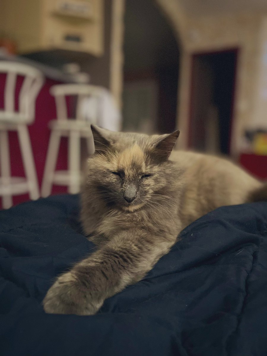 alexrod_dbd's tweet photo. Took these pics last week specially for #DBDPetsDay 🐱🤎
#SaveDeadBoyDetectives #OuchMyGhostSkin https://t.co/Y5oNCizYYP
