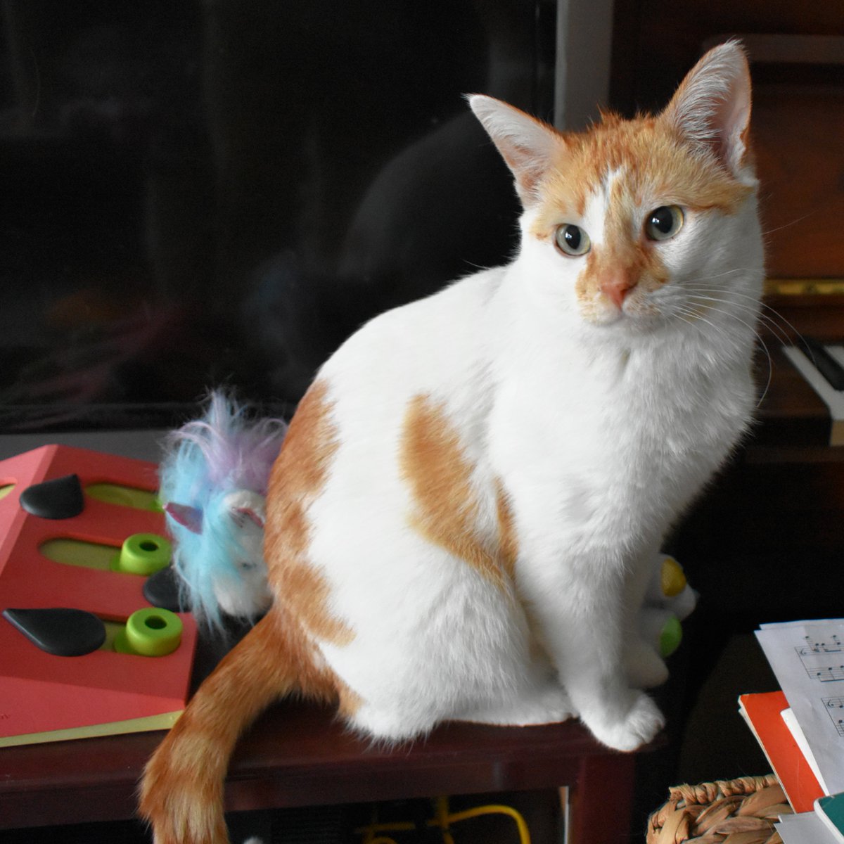 I gots a fwend
He libs in teebee
He gots stuff like mine
He looks jus like me

But he only dere
Wen I go say hai
Den he dissypeer
I neber noes why

#TeebeeKitty #HeBeLikeDaWindowKittyButWifMorToys
My Callyder: etsy.me/48DhQkf