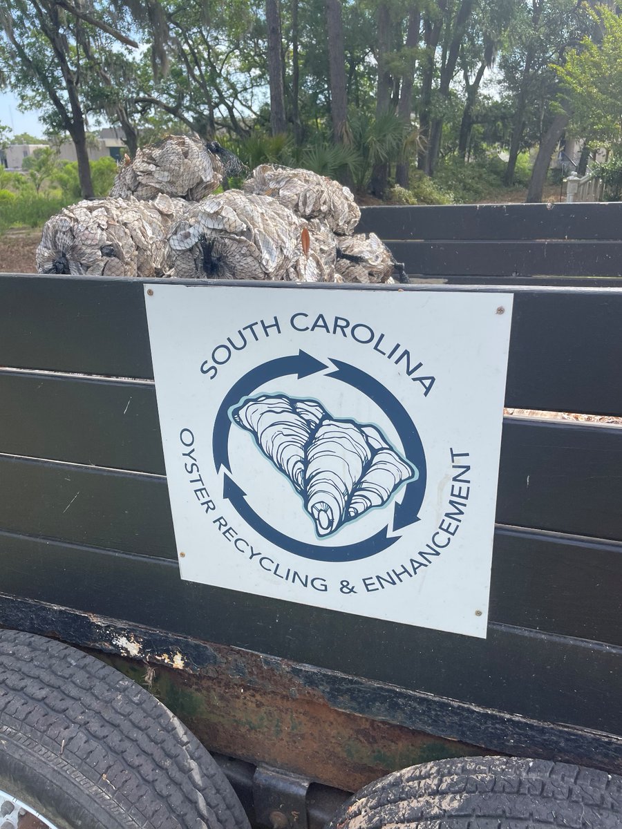 CUESNews's tweet photo. Oyster Roast season is here, and this is your reminder to recycle your oyster shells! Our friends at @SCDNR have organized a statewide oyster recycling program, where you can drop off your shells at one of their recycling centers across the state! 🦪♻️ https://t.co/xg7KYMOgka