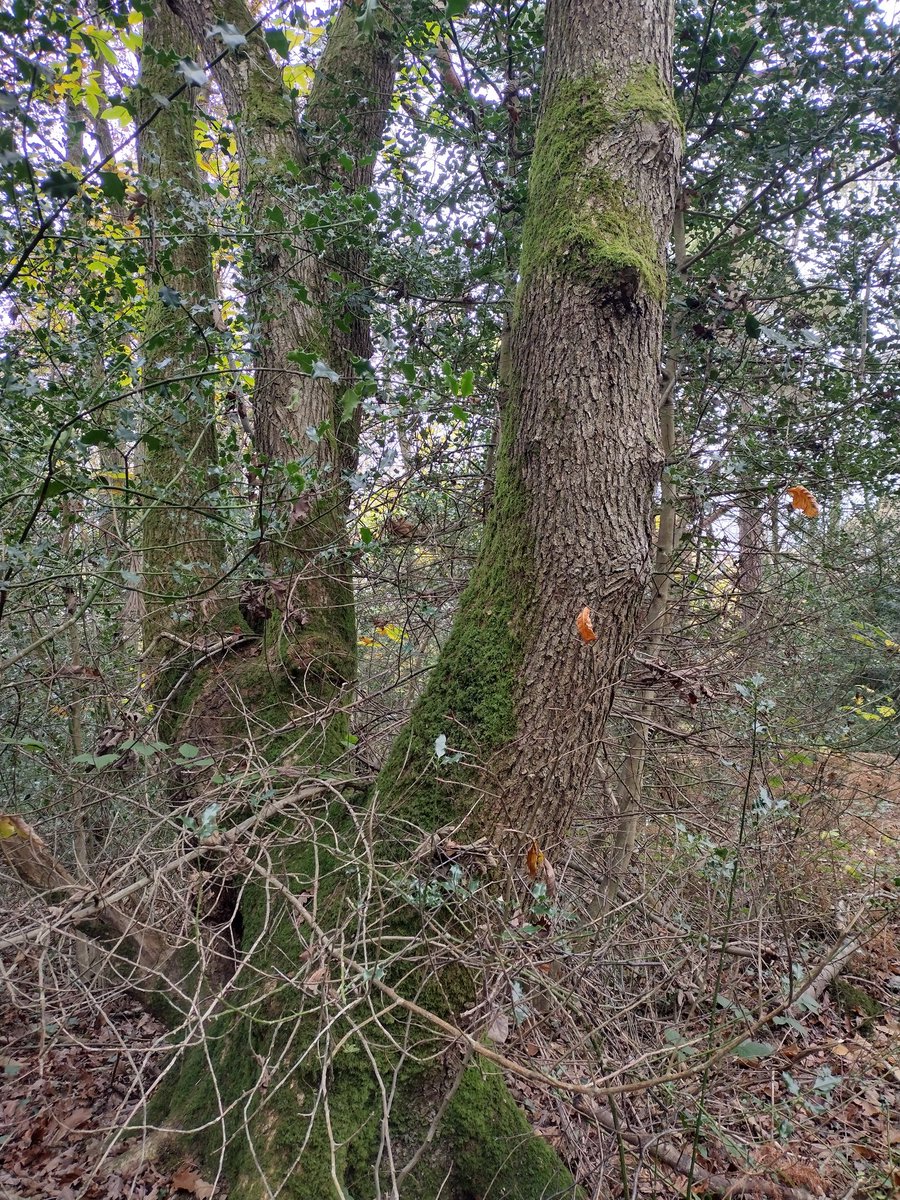 Debbie Alston (@debbie1alston) on Twitter photo Our first visit to High woods near Bexhill today with the Twiglets. An ancient woodland with an old Sessile oak coppice area - identifying trees by twigs ( Rowan), veteran oak coppice stools, Butchers broom and my second only Firecrest. <a href="/Sussex_Botany/">Sussex Botanical Recording Society</a> Our first visit to High woods near Bexhill today with the Twiglets. An ancient woodland with an old Sessile oak coppice area - identifying trees by twigs ( Rowan), veteran oak coppice stools, Butchers broom and my second only Firecrest. <a href="/Sussex_Botany/">Sussex Botanical Recording Society</a>