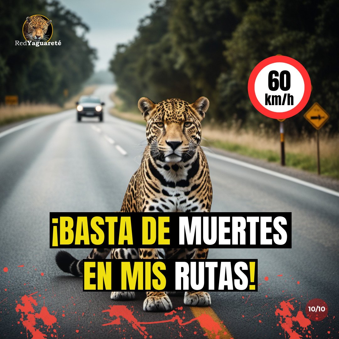 RedYaguarete's tweet photo. Seguimos muriendo y nada cambia... nuestra selva no será segura hasta que se decidan a radarizar para obligar a los vehículos a bajar las velocidades.

Aunque las soluciones están a la mano...

EN CUALQUIER MOMENTO OTRO #YAGUARETÉ MUERE ATROPELLADO EN MISIONES. https://t.co/jJjxfYnler