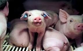 what an arrogant &amp; selfish species we are..nothing good will come of this..be the change you wish to see.. #Vegan