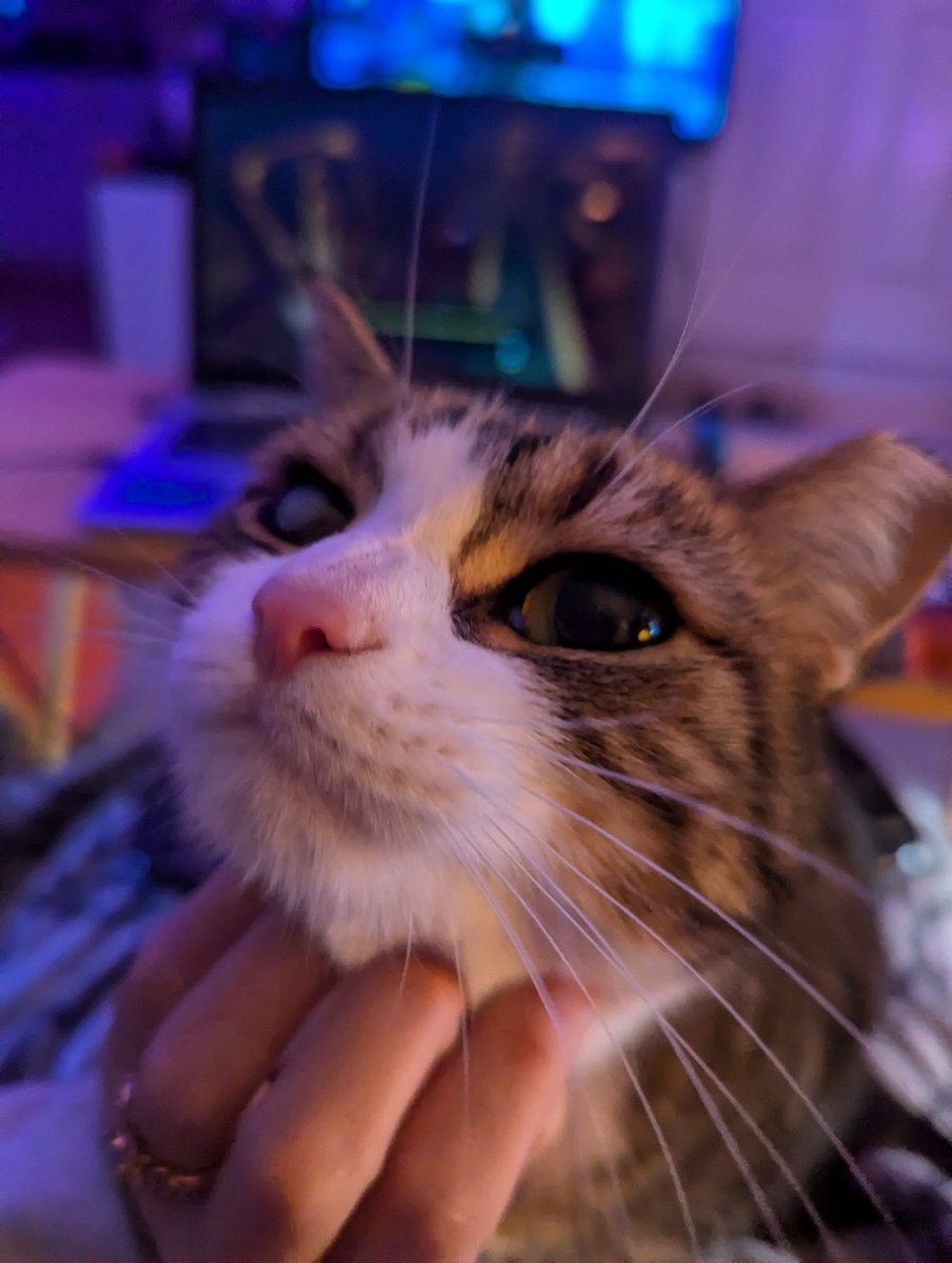 Sorry We're Closed Ellieposting 💖🐱