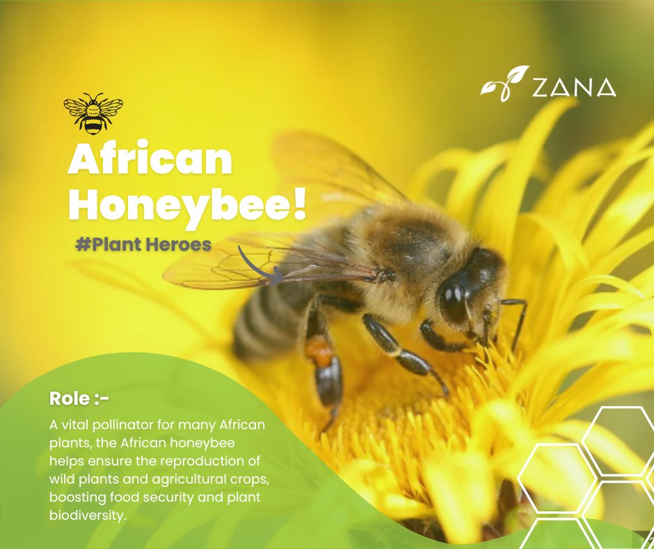The African Honeybee: Nature's Tiny Powerhouses! Small but mighty, they’re vital for a balanced, biodiverse environment. #AfricanHoneybee #EcosystemHeroes #Biodiversity #Zanalandscaping #Horticulture #Ethiopia