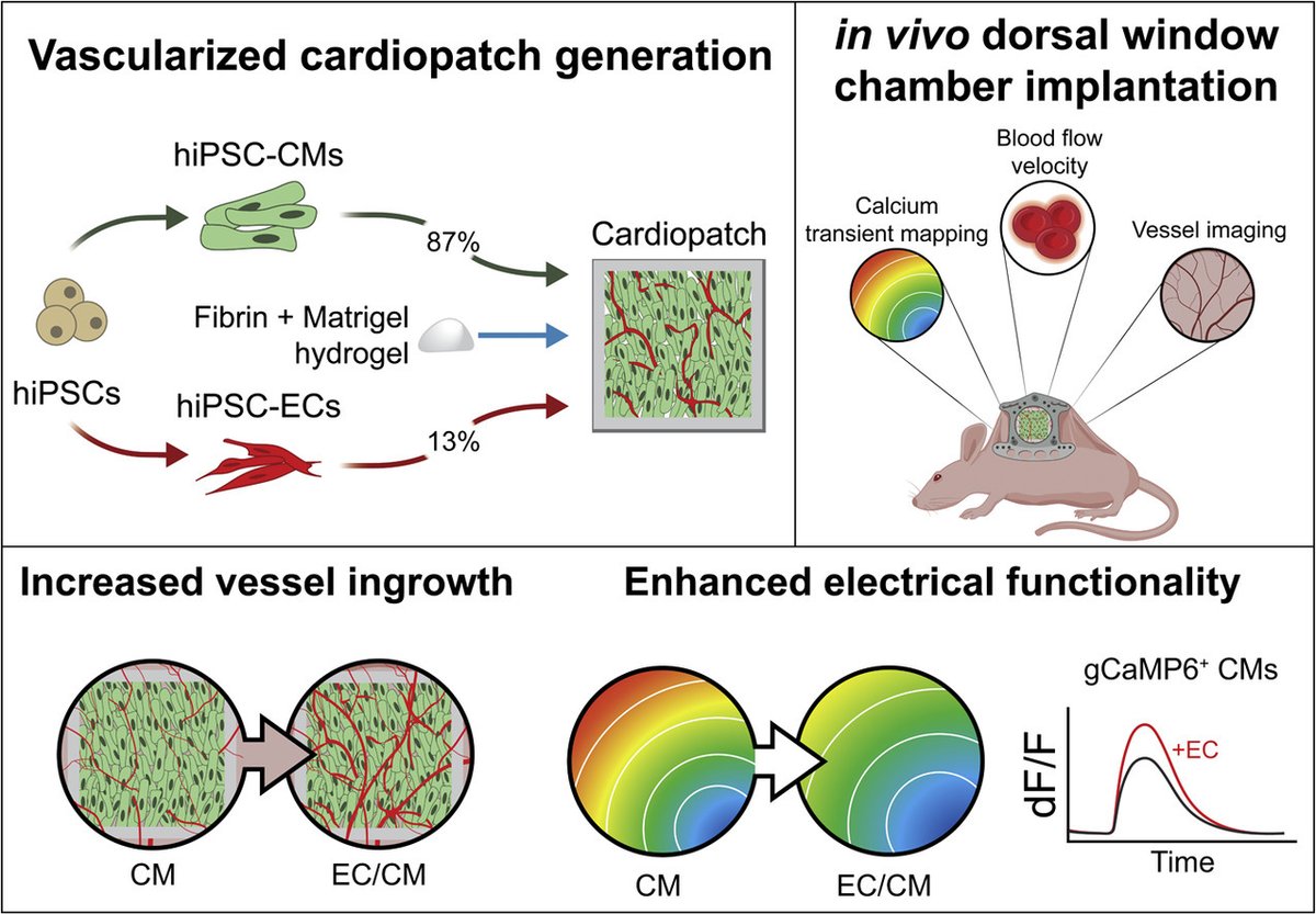 ActaBio's tweet image. Professor Nenad Bursac: In Vitro #Vascularization Improves In Vivo Functionality of Human Engineered Cardiac Tissues

@BursacLab 
@DukeEngineering 
@DukeRadOnc 
 
👇
sciencedirect.com/science/articl…