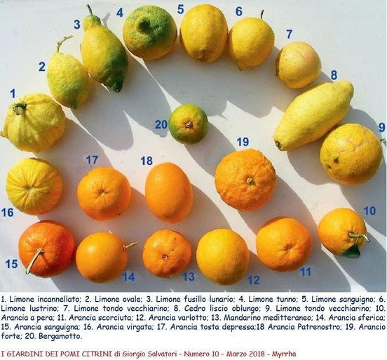 pierpi13's tweet photo. GIARDINI DELL'EDEN
In Sicilia, Calabria, Puglia e Campania, pochi usano il termine “agrumeto” per riferirsi alle coltivazioni di arance, cedri, limoni; è “giardino” il termine più utilizzato per descriverli.
Questo perché, soprattutto in epoca romana, gli alberi di agrumi venivano utilizzati come abbellimento di ville padronali, solo successivamente vennero valorizzati come frutti.
Nell’immagine un campione significativo della diversità che ha caratterizzato la storica agrumicoltura del gargano.