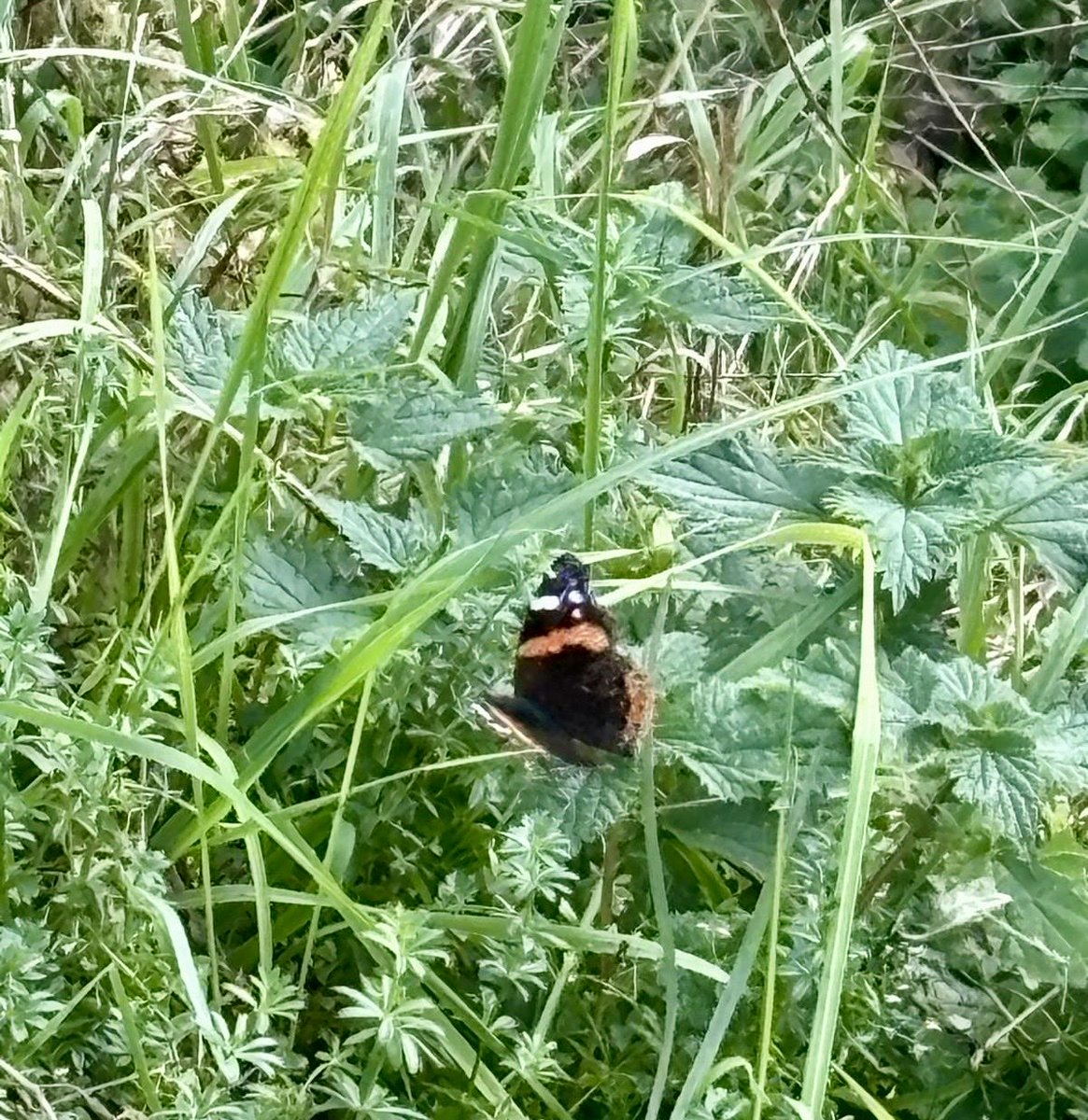 glaubeweiter's tweet photo. #November Ein #später #Schmetterling #flattert über die #nasse #Wiese zwischen #Gräsern und #Kräutern Ein #Farbtupfer am #grauen #Tag Seid Ihr doch Farbtupfer zur #Freude für andere "Ich habe euch immer gesagt:
Wir müssen die Menschen froh machen!“ (Elisabeth von Thüringen) https://t.co/OIuUWltIAK