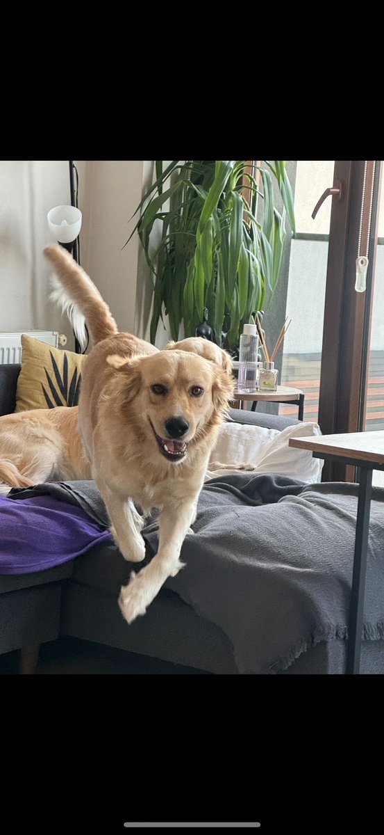 “Ver elini bana, yuva bulacağız sana” dedim ama yalancı çıktım; yuva bulamadım Max’e henüz.

Pazartesi’den sonra bir süre her gün ofise gitmem gerekecek, bu nedenle işim biraz daha zorlaşacak Max konusunda.

Güzel fotolar çekemiyorum belki ama Max çok güzel.

Yuvası nerde? 🥲🥲