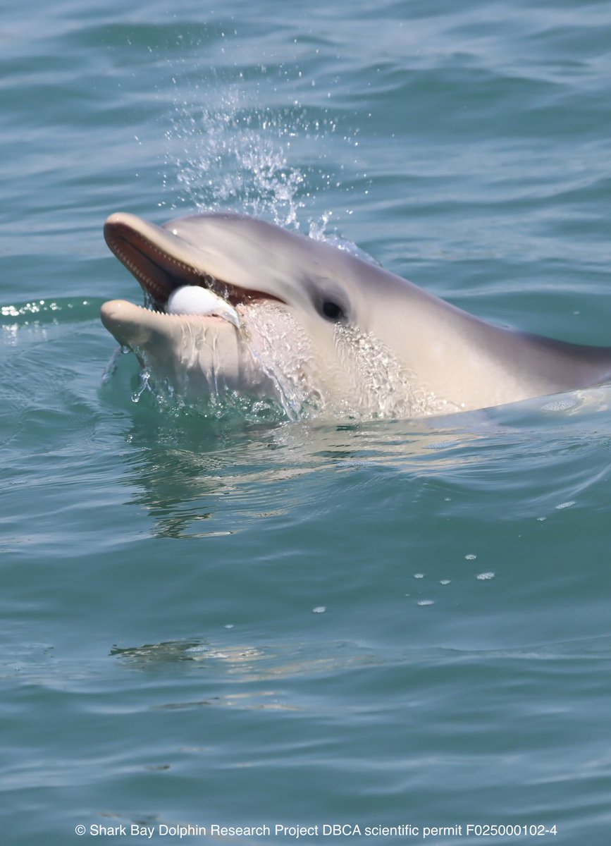 Characterizing blowfish play among bottlenose dolphins in Shark Bay, WA 🐡 Big thanks to <a href="/M_MacQueeney/">Meredith MacQueeney</a> for presenting our work at #PerthSMM2024  #SMM2024 <a href="/sb_dolphins/">Shark Bay Dolphin Research Project</a> <a href="/marinemammalogy/">Marine Mammalogy</a>