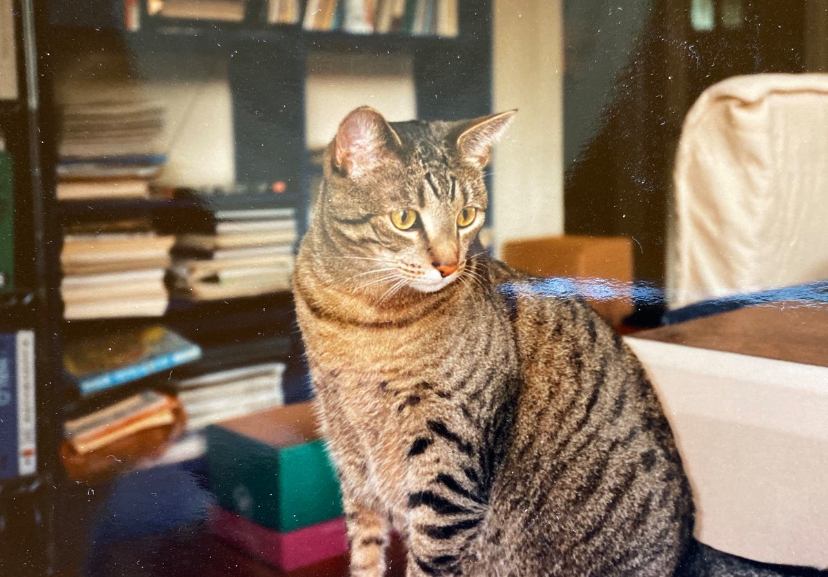 ClaxtonOkajima's tweet photo. @oedipusnj @mrfishtopher Syd-Chan has beautiful green eyes, which dilate when she sits on me, kneading and purring loudly! #AlwaysAddALT https://t.co/HOz48W3D1b