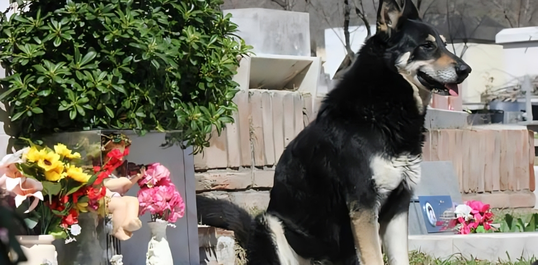 GrandesLogr0s's tweet photo. La increíble historia de Capitán, un perro que demostró el verdadero significado de la lealtad al velar durante siete años el sepulcro de su dueño en un cementerio de Argentina. Su conmovedora devoción sigue siendo un ejemplo de amor incondicional.
https://t.co/hHu9s70KLv https://t.co/myUtHwEv8w