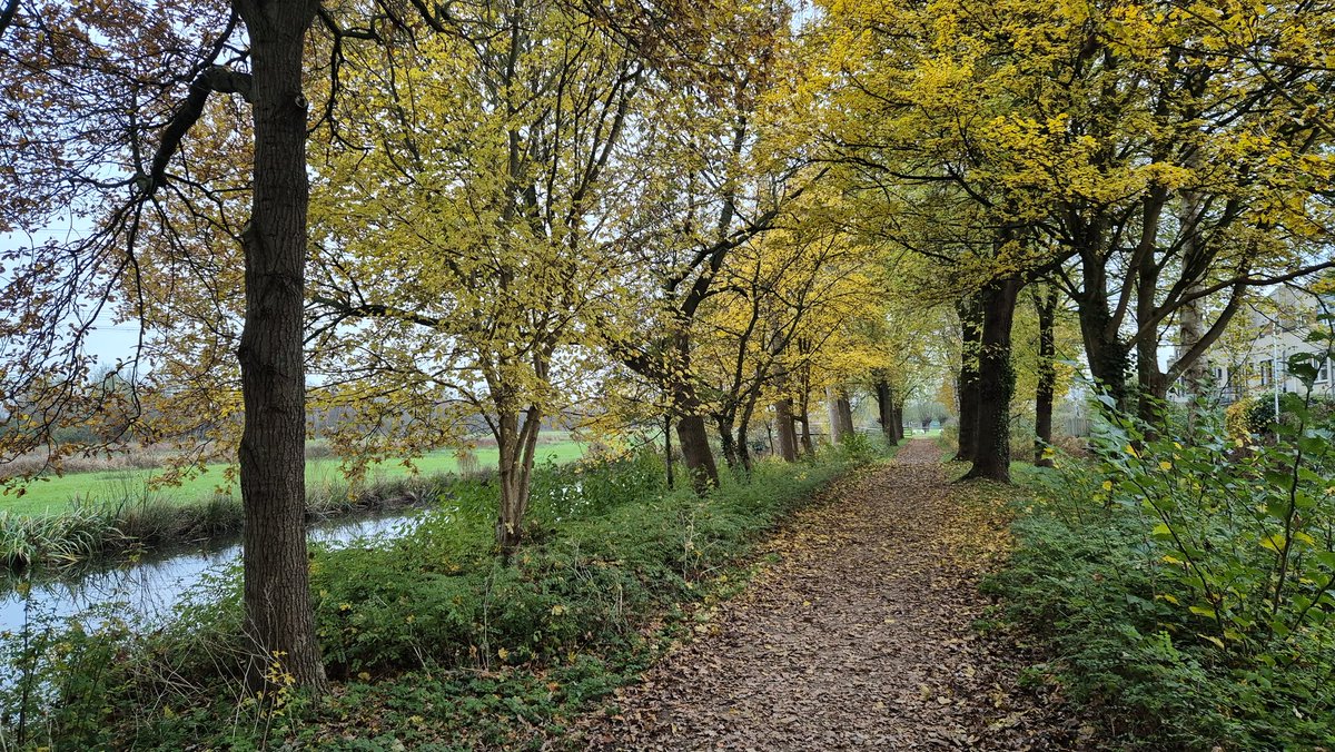 #Gouda  het Steinse (geel-)Groen.