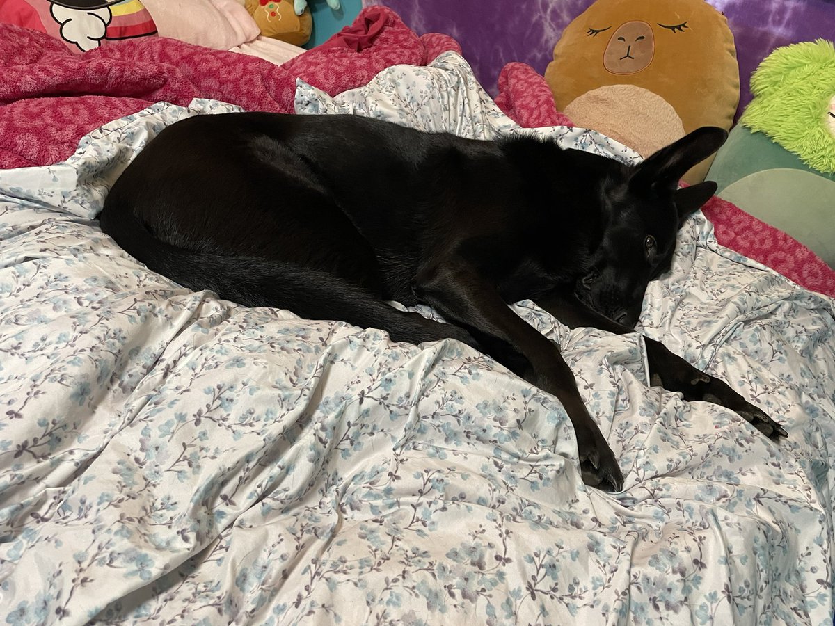 weyheynicolerae's tweet photo. A comfy baby https://t.co/CI4bhCpknP
