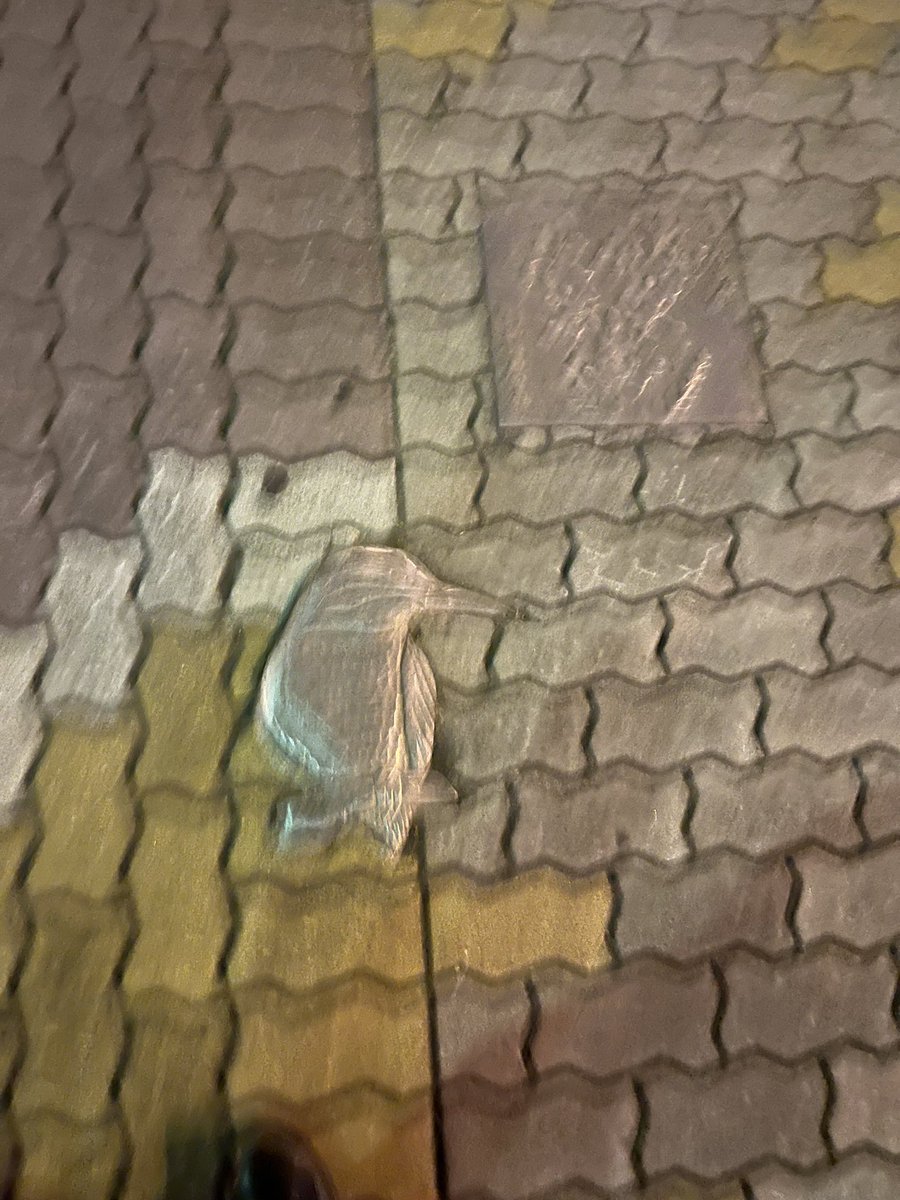 yocci0425's tweet photo. これはカワセミ？

こないだ釧路泊まって夜散歩した時に見つけました。写真ボケてエモい感じになりました😆

普段と違う景色を見て思いに耽っていました。飲んだ後の釧路川の散歩おすすめです。

#釧路川
#夜散歩 https://t.co/kxutD0GK8P