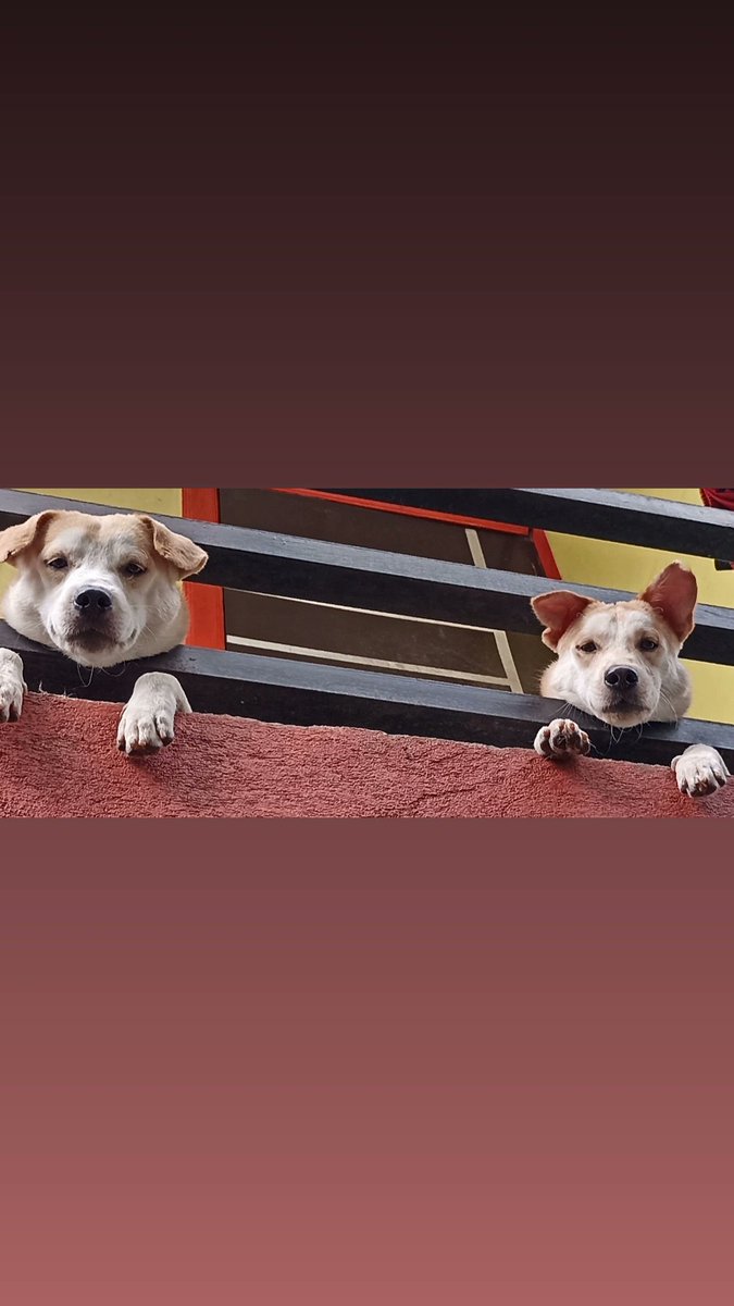 ArnelPotes's tweet photo. Share your #PAWS 🐾 https://t.co/VHFWli7F7b
