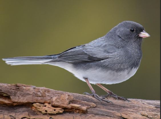 Lytchett Bay Nature (@lytchettp) on Twitter photo Upton residents please keep an eye on your bird feeders for a Dark-eyed Junco. Seen in a local garden last weekend but not since. It might have moved to yours. 🤞 See library pic from web attached. Please let us know if you see it. <a href="/harbourbirds/">Birds of Poole Harbour</a> <a href="/DorsetBirdClub/">Dorset Bird Club</a> Upton residents please keep an eye on your bird feeders for a Dark-eyed Junco. Seen in a local garden last weekend but not since. It might have moved to yours. 🤞 See library pic from web attached. Please let us know if you see it. <a href="/harbourbirds/">Birds of Poole Harbour</a> <a href="/DorsetBirdClub/">Dorset Bird Club</a>