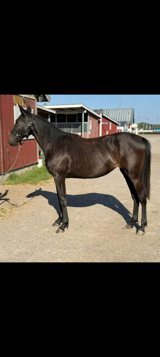 travlehtinen's tweet photo. Väldigt lik sin far självaste Don fanucci zet 🐴🏁min andra häst en 1åring 🐴❤️ #stallzet https://t.co/GwYUog4IS9